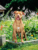 DOG 02 CE0111 01
American Pit Bull Terrier Standing In Garden By Flowers