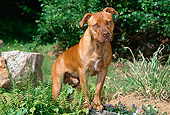 DOG 02 CE0112 01
American Pit Bull Terrier Stepping On Rock By Ferns