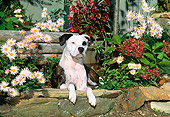 DOG 02 CE0113 01
American Pit Bull Terrier Laying In Planter By Pink Flowers