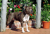 DOG 02 CE0114 01
American Pit Bull Terrier Standing On Brick Patio By Arbor And Planter