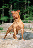 DOG 02 CE0116 01
American Pit Bull Terrier Standing On Boulder By Trees