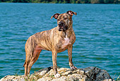 DOG 02 CE0117 01
American Pit Bull Terrier Standing On Rocks By Lake