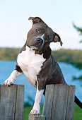 DOG 02 CE0118 01
American Pit Bull Terrier Stepping On Posts By Lake