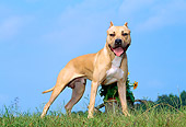 DOG 02 CE0119 01
American Pit Bull Terrier Standing On Grass Hill By Trees Blue Sky