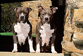 DOG 02 CE0123 01
Two American Pit Bull Terriers Stepping On Stone Wall