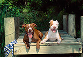DOG 02 CE0124 01
Two American Pit Bull Terriers Laying On Dock By Trees