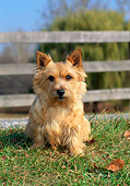 DOG 02 CE0127 01
Norwich Terrier Sitting On Grass By Fence