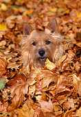 DOG 02 CE0128 01
Norwich Terrier Sitting In Pile Of Fallen Leaves