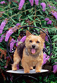 DOG 02 CE0129 01
Norwich Terrier Standing On Chair By Purple Flowers
