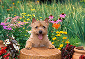 DOG 02 CE0130 01
Norwich Terrier Standing On Wicker Basket By Flowers