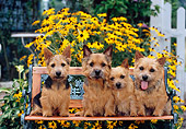 DOG 02 CE0131 01
Four Norwich Terriers Sitting On Bench By Yellow Flowers