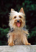 DOG 02 CE0133 01
Silky Terrier Standing On Fence Rail