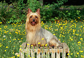 DOG 02 CE0134 01
Silky Terrier Sitting On Crate In Field Of Yellow Flowers