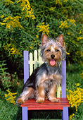 DOG 02 CE0135 01
Silky Terrier Sitting On Colorful Chair By Yellow Flowers In Garden