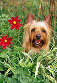 DOG 02 CE0136 01
Head Shot Of Silky Terrier Sitting In Plants With Red Flowers