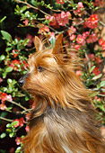 DOG 02 CE0137 01
Shoulder Shot Of Silky Terrier Sitting By Pink Flowers