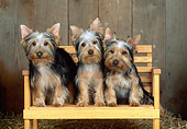 DOG 02 CE0138 01
Three Silky Terriers Sitting On Wooden Bench