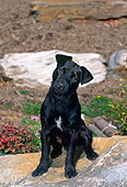 DOG 02 CE0140 01
Patterdale Terrier Sitting On Rock In Field