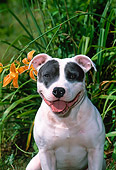 DOG 02 CE0145 01
Close Up Of Staffordshire Bull Terrier Sitting By Orange Flowers