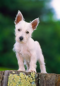 DOG 02 CE0146 01
West Highland Terrier Puppy Standing On Tree Stump