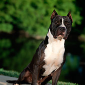 DOG 02 DC0039 01
Portrait Of American Pit Bull Terrier Sitting On Grass