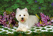 DOG 02 FA0003 01
West Highland White Terrier Laying On Lattice On Grass By Purple Flowers