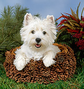 DOG 02 FA0004 01
West Highland White Terrier Sitting In Pinecone Basket