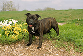 DOG 02 FA0005 01
Staffordshire Bull Terrier Standing By Flowers