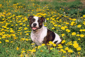 DOG 02 FA0006 01
Staffordshire Bull Terrier Brown And White Sitting Among Yellow Flowers
