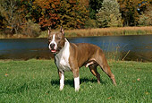DOG 02 FA0008 01
American Staffordshire Terrier (Pit Bull) Standing On Grass By Lake