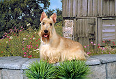 DOG 02 FA0012 01
Tan Scottish Terrier Standing On Wall By Barn
