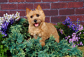 DOG 02 FA0013 01
Norwich Terrier Standing Shrub With Flowers By Brick Wall