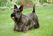 DOG 02 FA0014 01
Gray Scottish Terrier Standing On Grass In Garden