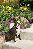 DOG 02 FA0016 01
Boston Terrier Sitting On Step By Flowers