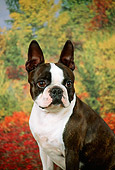 DOG 02 FA0017 01
Head Shot Of Boston Terrier Sitting By Autumn Trees