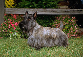 DOG 02 FA0020 01
Gray Scottish Terrier Standing On Grass By Flowers And Fence