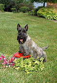 DOG 02 FA0021 01
Gray Scottish Terrier Standing On Grass By Flowers