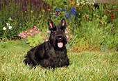 DOG 02 FA0022 01
Black Scottish Terrier Standing On Grass By Flowers