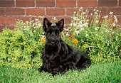 DOG 02 FA0023 01
Black Scottish Terrier Sitting On Grass By Flowers