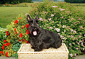 DOG 02 FA0024 01
Black Scottish Terrier Sitting On Basket By Flowers