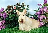 DOG 02 FA0025 01
Tan Scottish Terrier Sitting On Grass By Flowers