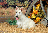 DOG 02 FA0026 01
Tan Scottish Terrier Sitting On Hay By Flowers And Wagon Wheel