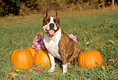DOG 02 FA0031 01
American Staffordshire Terrier Sitting On Grass By Pumpkins And Pink Flowers