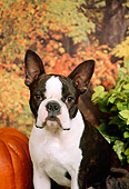 DOG 02 FA0035 01
Close-Up Of Boston Terrier Sitting By Pumpkin And Autumn Trees