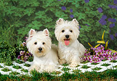 DOG 02 FA0037 01
Two West Highland White Terriers Laying On Lattice On Grass By Purple Flowers