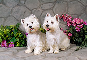 DOG 02 FA0039 01
Two West Highland White Terriers Sitting By Pink Flowers