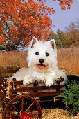 DOG 02 FA0044 01
West Highland White Terrier Laying On Hay In Wagon By Field Autumn Trees Blue Sky