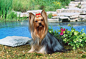 DOG 02 FA0050 01
Yorkshire Terrier Sitting By Pond And Stones