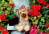 DOG 02 FA0052 01
Yorkshire Terrier Sitting On Stone Pedestal By Red Flowers