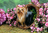 DOG 02 FA0054 01
Yorkshire Terrier Standing In Basket By Pink Flowers